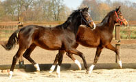 15. Mrz 2012 - Fototermin in Schplitz  - Foto Beate Langels - Trakehner Gestt Hmelschenburg