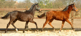 15. Mrz 2012 - Fototermin in Schplitz  - Foto Beate Langels - Trakehner Gestt Hmelschenburg