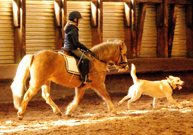 Greta und Cinja - 15. Mrz 2017 - Trakehner Gestt Hmelschenburg - Foto: Beate Langels