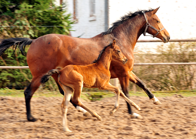 Giulietta und ihre Tochter von Shavalou - Trakehner Gestt Hmelschenburg - Foto: Beate Langels