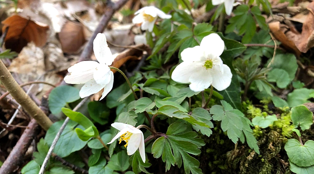 Frhling in Hmelschenburg - Gestt Hmelschenburg Beate Langels - Foto: Beate Langels