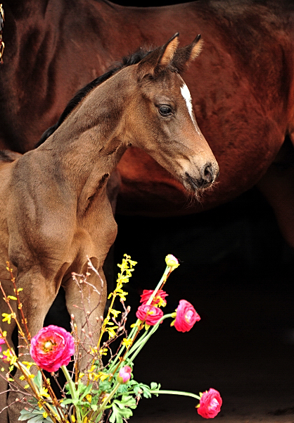 Hengstfohlen von Saint Cyr u.d. Pr.St. Schwalbenland v. Touch my Heart - April 2021 - Foto: Beate Langels - 
Trakehner Gestt Hmelschenburg