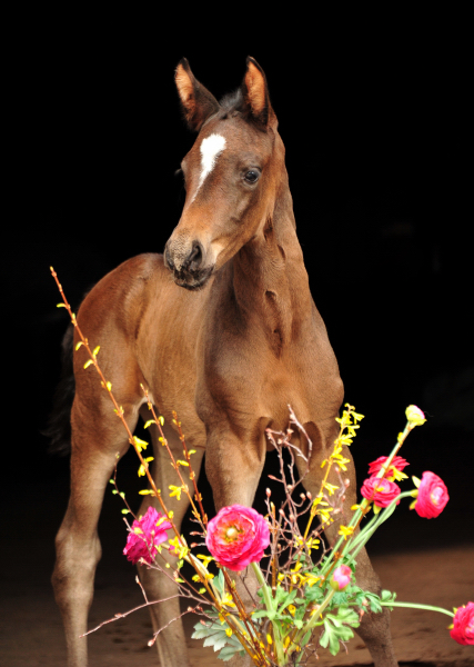 Hengstfohlen von Saint Cyr u.d. Pr.St. Schwalbenland v. Touch my Heart - April 2021 - Foto: Beate Langels - 
Trakehner Gestt Hmelschenburg