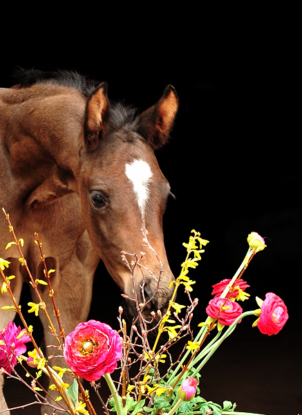 Hengstfohlen von Saint Cyr u.d. Pr.St. Schwalbenland v. Touch my Heart - April 2021 - Foto: Beate Langels - 
Trakehner Gestt Hmelschenburg