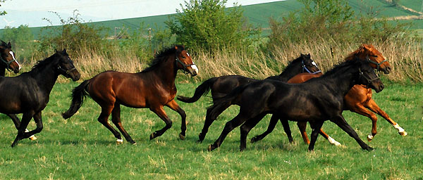  Our two year old Trakehner colts in April 2009 - Trakehner Gestt Hmelschenburg - Foto: Beate Langels