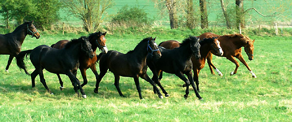  Our two year old Trakehnedr colts in April 2009 - Trakehner Gestt Hmelschenburg - Foto: Beate Langels