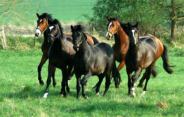  Our two year old Trakehnre colts in April 2009 - Trakehner Gestt Hmelschenburg - Foto: Beate Langels