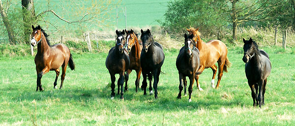  Our two year old Trakehner colts in April 2009 - Trakehner Gestt Hmelschenburg - Foto: Beate Langels