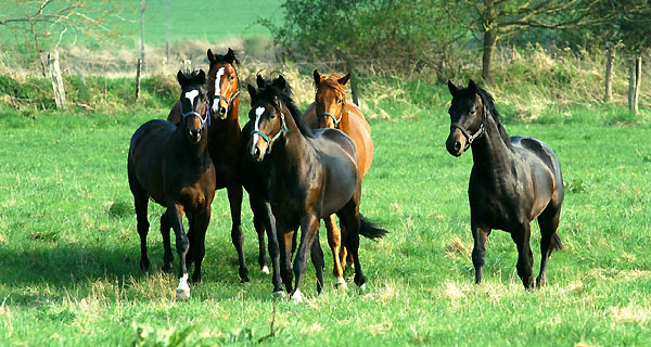  Our two year old Trakehner colts in April 2009 - Trakehner Gestt Hmelschenburg - Foto: Beate Langels