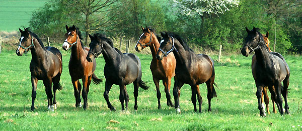  Our two year old Trakehner colts in April 2009 - Trakehner Gestt Hmelschenburg - Foto: Beate Langels