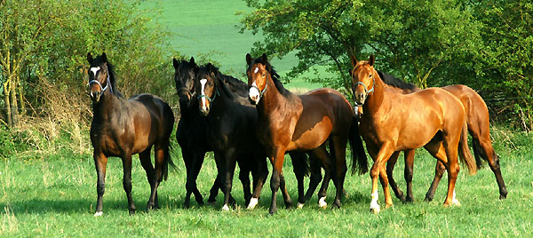  Our two year old Trakehner colts in April 2009 - Trakehner Gestt Hmelschenburg - Foto: Beate Langels