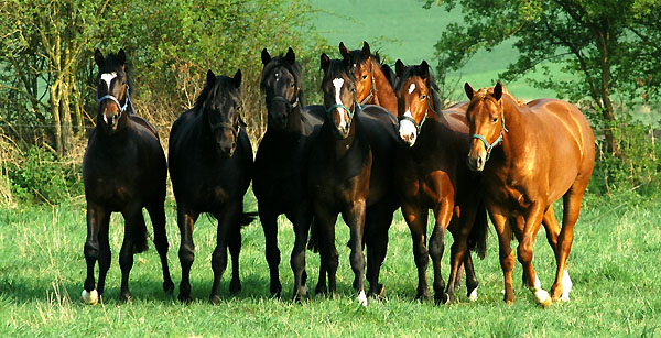  Our two year old Trakehner colts in April 2009 - Trakehner Gestt Hmelschenburg - Foto: Beate Langels