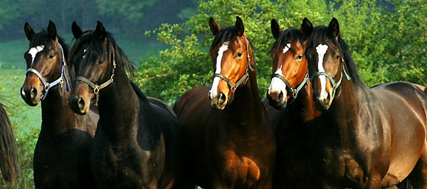 Zweijhrige Hengste im Trakehner Gestt Hmelschenburg - Foto: Beate Langels