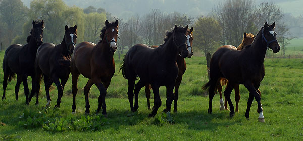  Our two year old Trakehner colts in April 2009 - Trakehner Gestt Hmelschenburg - Foto: Beate Langels