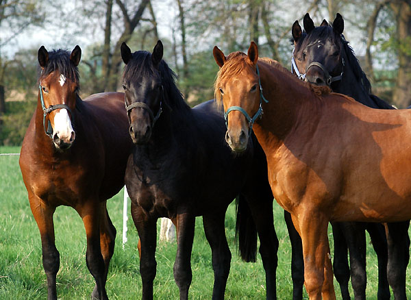  Our two year old Trakehner colts in April 2009 - Trakehner Gestt Hmelschenburg - Foto: Beate Langels