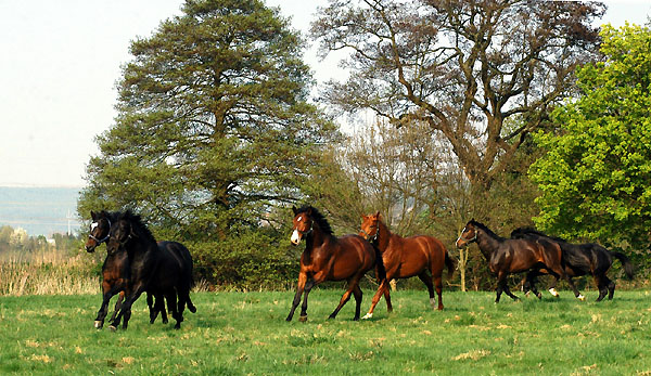 Zweijhrige Hengste im Trakehner Gestt Hmelschenburg - Foto: Beate Langels