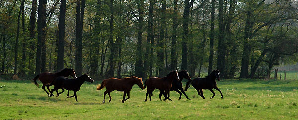 Zweijhrige Hengste im Trakehner Gestt Hmelschenburg - Foto: Beate Langels