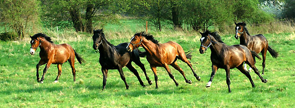  Our two year old Trakehner colts in April 2009 - Trakehner Gestt Hmelschenburg - Foto: Beate Langels