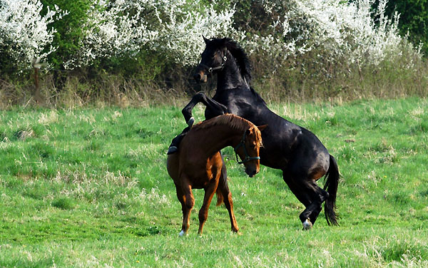 Zweijhrige Hengste im Trakehner Gestt Hmelschenburg - Foto: Beate Langels