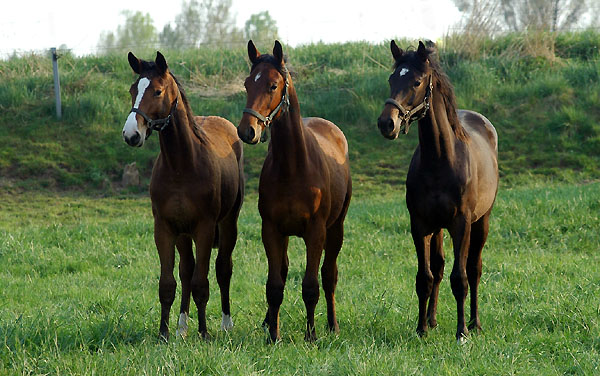 Einjhrige Hengste im Trakehner Gestt Hmelschenburg - Foto: Beate Langels