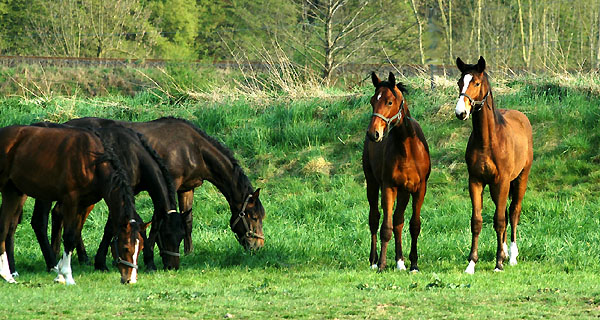  Our one year old Trakehner colts in April 2009 - Trakehner Gestt Hmelschenburg - Foto: Beate Langels