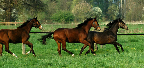 Einjhrige Hengste v. Axis, Summertime u. Meraldik im Trakehner Gestt Hmelschenburg - Foto: Beate Langels