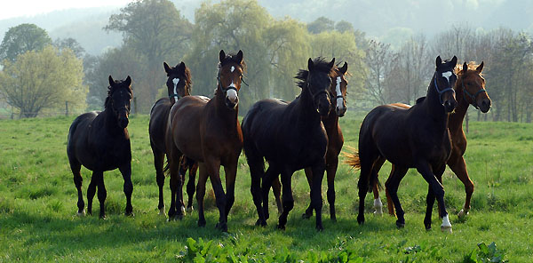 Zweijhrige Hengste im Trakehner Gestt Hmelschenburg - Foto: Beate Langels