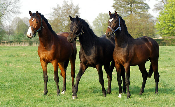 Zweijhrige Hengste im Trakehner Gestt Hmelschenburg - Foto: Beate Langels