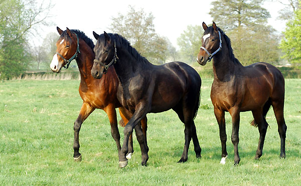  Our two year old Trakehnre colts in April 2009 - Trakehner Gestt Hmelschenburg - Foto: Beate Langels