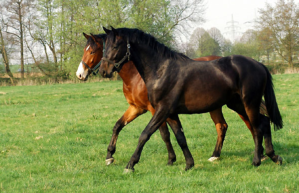 Zweijhrige Hengste im Trakehner Gestt Hmelschenburg - Foto: Beate Langels