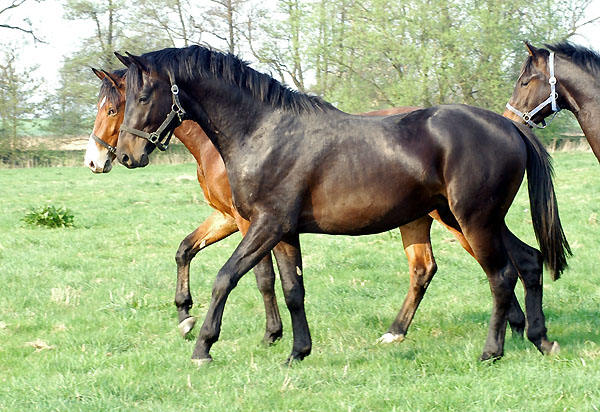  Our two year old Trakehnre colts in April 2009 - Trakehner Gestt Hmelschenburg - Foto: Beate Langels