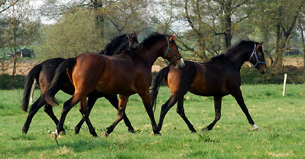  Our two year old Trakehnre colts in April 2009 - Trakehner Gestt Hmelschenburg - Foto: Beate Langels