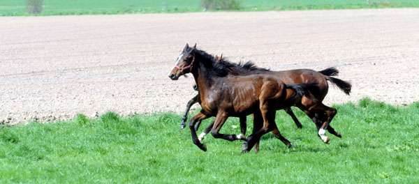 Weideaustrieb der Jhrlingshengste im April 2011 - Foto: Beate Langels - Trakehner Gestt Hmelschenburg