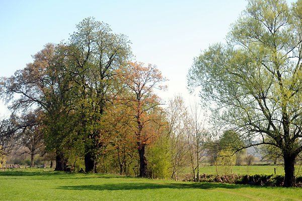 Weideaustrieb der Jhrlingshengste im April 2011 - Foto: Beate Langels - Trakehner Gestt Hmelschenburg