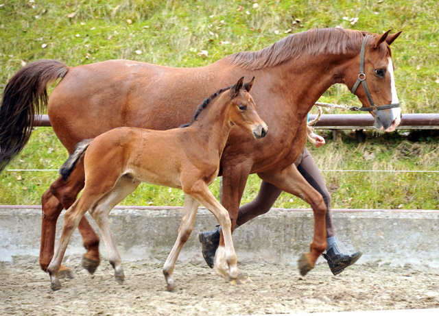 Klassic und ihre Tochter Klassic Touch v. Oliver Twist - Trakehner Gestt Hmelschenburg