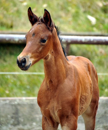 Klassic Touch - Trakehner Filly by Oliver Twist out of Pr. a. StPrSt. Klassic by Freudenfest out of Elitemare v. Enrico Caruso - Gestt Hmelschenburg - Beate Langels