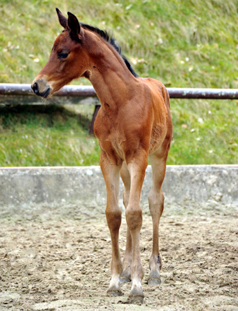 Klassic Touch - Trakehner Filly by Oliver Twist out of Pr. a. StPrSt. Klassic by Freudenfest out of Elitemare v. Enrico Caruso - Gestt Hmelschenburg - Beate Langels