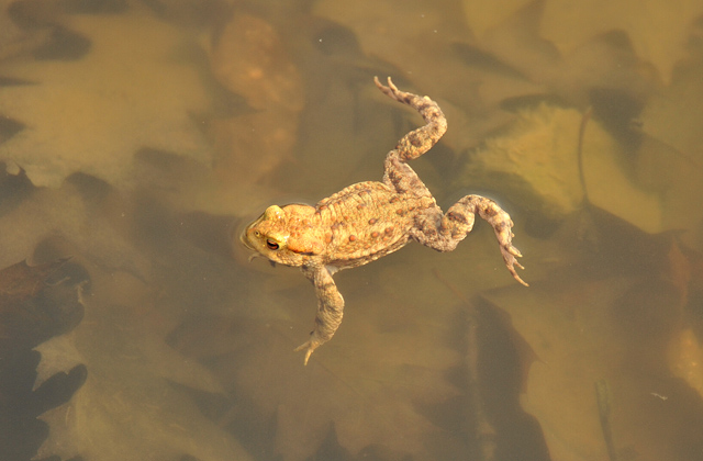 Trakehner Gestt Hmelschenburg