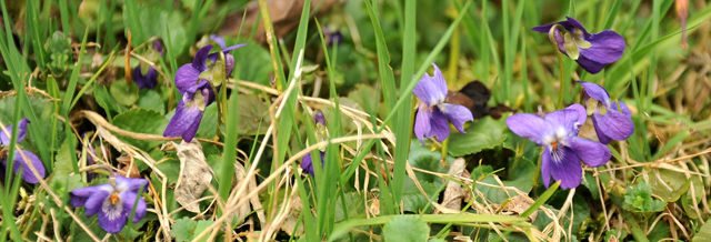 Trakehner Gestt Hmelschenburg