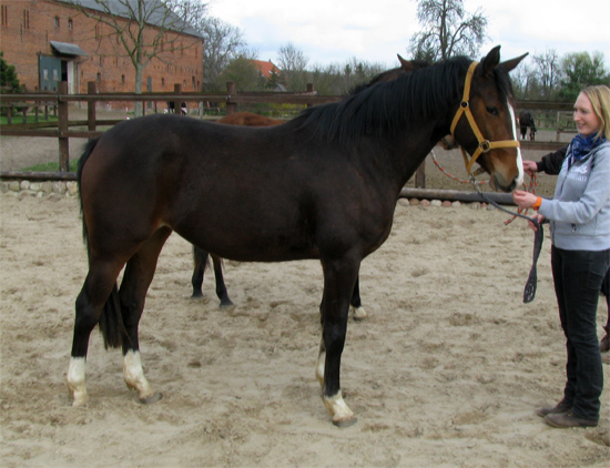 Dreijhrige Stuten in Schplitz - copyright Beate Langels, Trakehner 
Gestt Hmelschenburg