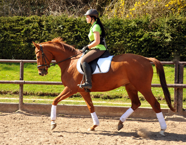 Oldenburger Be Fair von Symont u.d. Beloved v. Kostolany - Foto: Beate Langels - Trakehner Gestt Hmelschenburg