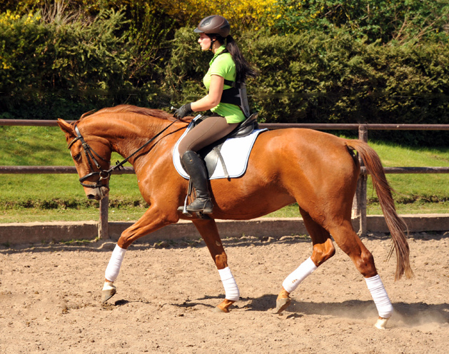 Oldenburger Be Fair von Symont u.d. Beloved v. Kostolany - Foto: Beate Langels - Trakehner Gestt Hmelschenburg