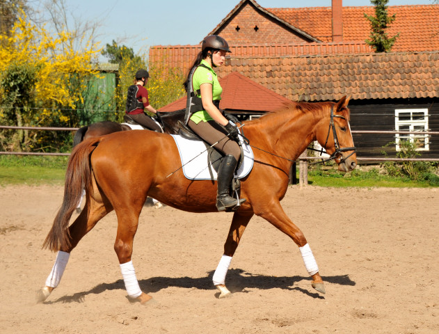 Oldenburger Be Fair von Symont u.d. Beloved v. Kostolany - Foto: Beate Langels - Trakehner Gestt Hmelschenburg