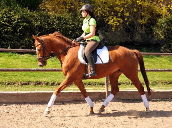 Oldenburger Be Fair von Symont u.d. Beloved v. Kostolany - Foto: Beate Langels - Trakehner Gestt Hmelschenburg