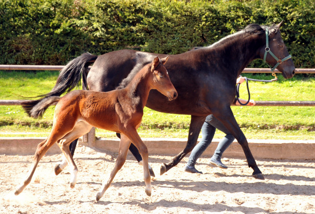 4 Wochen alt Hengstfohlen von Oliver Twist u.d. Pr.St. Orvieta v. 
Hohenstein u.d. Elitestute Odessa v. Kostolany - Foto: Beate Langels Gestt Hmelschenburg