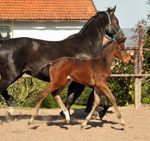 4 Wochen alt Hengstfohlen von Oliver Twist u.d. Pr.St. Orvieta v. 
Hohenstein u.d. Elitestute Odessa v. Kostolany - Foto: Beate Langels Gestt Hmelschenburg