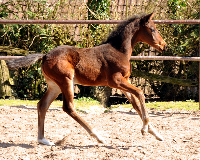 4 Wochen alt Hengstfohlen von Oliver Twist u.d. Pr.St. Orvieta v. 
Hohenstein u.d. Elitestute Odessa v. Kostolany - Foto: Beate Langels Gestt Hmelschenburg