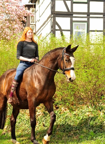 Trakehner Prmienstuten Vittoria und Tavolara - Beate Langels Gestt Hmelschenburg