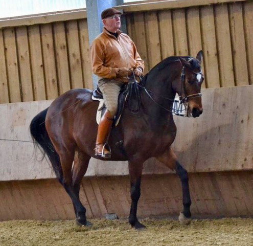 Ascari von Freudenfest x Lauries Crusador xx - Foto: Christians - Trakehner Gestt Hmelschenburg