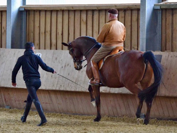 Tour von Freudenfest u.d. Pr.u.StPrSt. Tavolara v. Exclusiv  - Foto: Christians - Trakehner Gestt Hmelschenburg